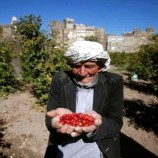 اشجار القات تكتسح مزارع “البن اليافعي”