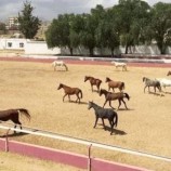 قيادي حوثي يحوّل فناء وزارة إلى مزرعة بطاطس… ويبيع نادي الفروسية