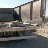 تواصل حملات ملاحقة الكلاب الضالة في المهرة