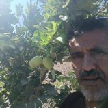 نجاح زراعة التفاح الأخضر في مديرية كرش بلحج يلفت الأنظار