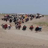 الشرق الأوسط: السواحل اليمنية تستقبل مئات المهاجرين الأفارقة خلال أيام