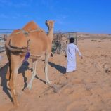 برعاية باكريت.. انطلاق مهرجان «حات» السنوي السادس بالمهرة