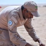 مشروع “مسام” يتلف 600 لغم وعبوة ناسفة في شبوة