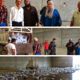 نيابة الصناعة والتجارة بالعاصمة عدن تتلف٥٠ ألف عبوة شراب لاحتوائها على مادة محظورة