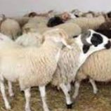 أسعار المواشي اليوم الأحد في العاصمة عدن