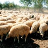 مع اقتراب عيد الاضحى المبارك .. أسعار اللحوم بالعاصمة عدن اليوم الأثنين الموافق 26 مايو 2025م