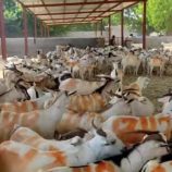 قرار حكومي بشأن السعر المحدد لبيع تجزئة اللحوم للمستهلك