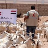 يستهدف 1612 أسرة.. هلال الإمارات يدشن برنامج الأضاحي في شبوة