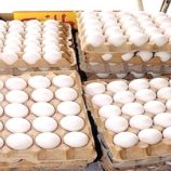 البيض مفقود في العاصمة عدن