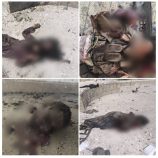 العميد نصر اليافعي: قواتنا أفشلت هجوماً إرهابياً للقاعدة في أبين وحققت انتصاراً كبيراً على عناصر الشر والإرهاب