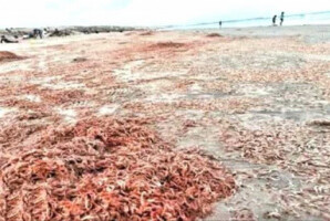 تقرير يكشف سبب نفوق الجمبري بكميات كبيرة في سقطرى