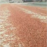 مركز دراسات يحذر من مخاطر بيئية بعد نفوق جماعي للربيان في سواحل سقطرى