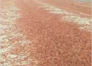 مركز دراسات يحذر من مخاطر بيئية بعد نفوق جماعي للربيان في سواحل سقطرى