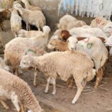 عيدٌ بلا أضاحي.. من يذبح فرحة الجنوبيين قبل أن تُذبح الأضاحي؟!