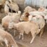 عيدٌ بلا أضاحي.. من يذبح فرحة الجنوبيين قبل أن تُذبح الأضاحي؟!