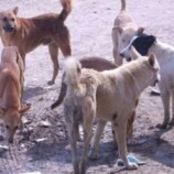 تحذيرات من انتشار مرض خطير في كبرى محافظات الجنوب