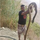 العثور على أفعى ضخمة في احد وديان الضالع ودعوات لأخذ الحيطة والحذر
