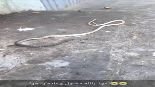 الأهالي يقتلون ثعباناً ضخماً في حي ريمي بالمنصورة.. ويطلقون نداء لحملة نظافة شاملة